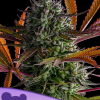 anesia strawberrypoprocks