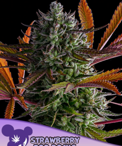anesia strawberrypoprocks