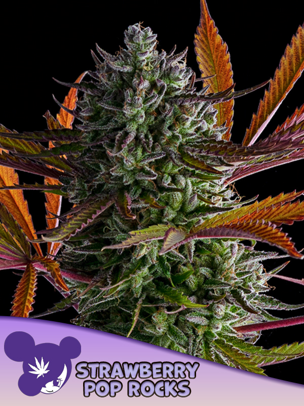 anesia strawberrypoprocks