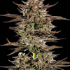bf auto frostedzinnx3bearsog