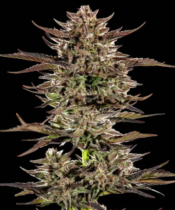 bf auto frostedzinnx3bearsog