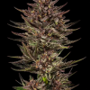 bf auto frostedzinnxcookiedog