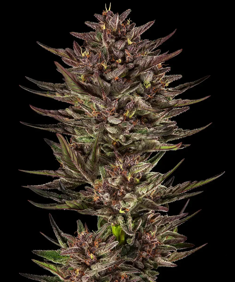 bf auto frostedzinnxcookiedog