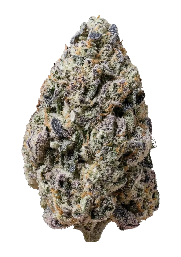 biscotti gelato fem