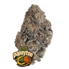 papayton fastbuds