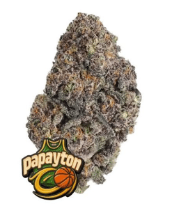 papayton fastbuds