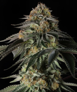 silent rainbowgas