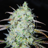 delicious bayhaze