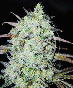 delicious bayhaze