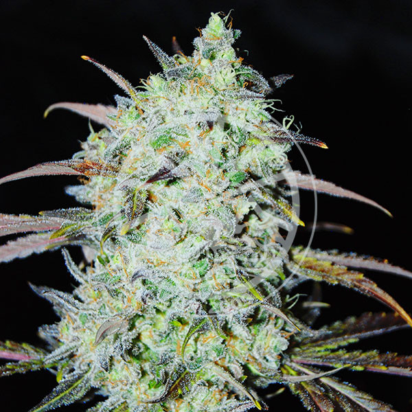 delicious bayhaze