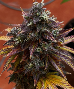 doctorschoice auto dieselryderbx