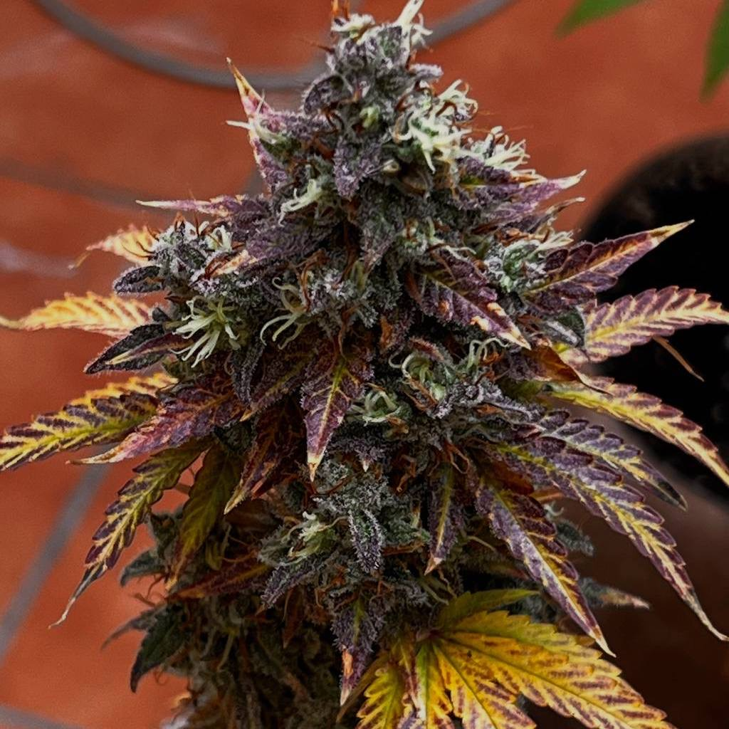 doctorschoice auto dieselryderbx