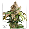 dutch auto redtropicanacookies