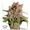 dutch auto strawberrysoda
