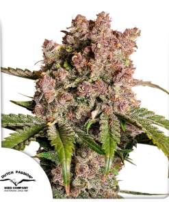 dutch auto strawberrysoda