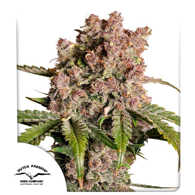 dutch auto strawberrysoda