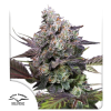 dutch candybubatxl