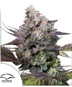 dutch candybubatxl