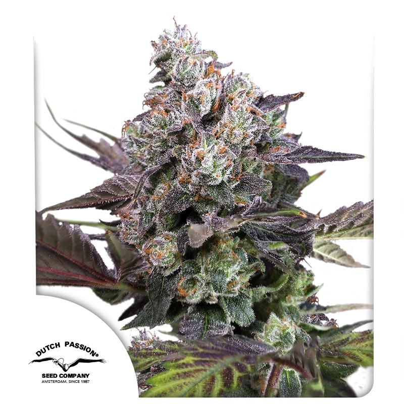 dutch candybubatxl