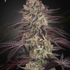 ghs auto biscotti