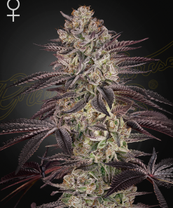 ghs auto biscotti