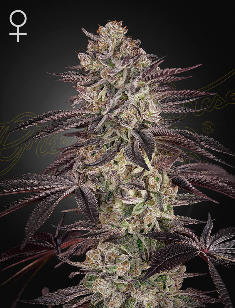 ghs auto biscotti