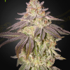 ghs auto blacktoffee