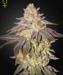 ghs auto blacktoffee