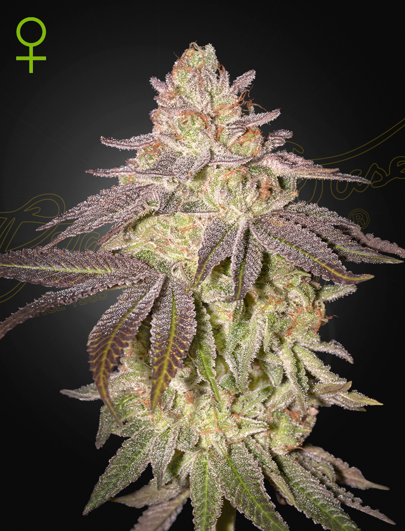 ghs auto blacktoffee