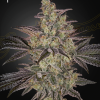 ghs auto frostedguava