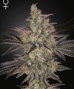 ghs auto frostedguava