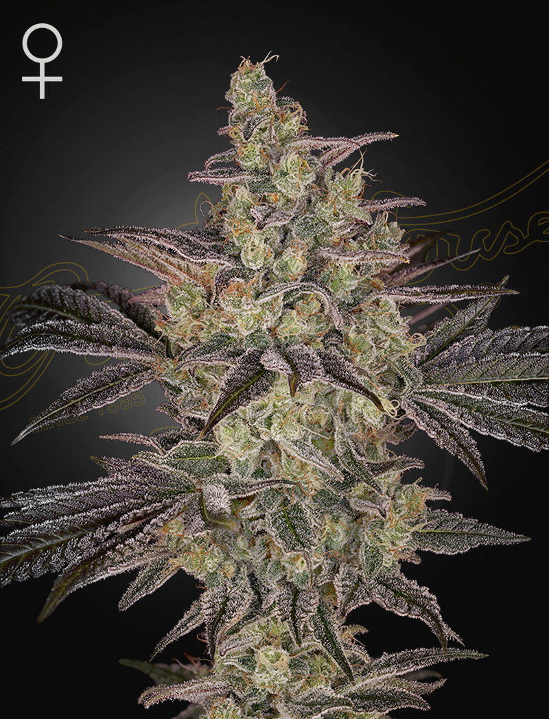ghs auto frostedguava