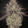 ghs auto skywalker