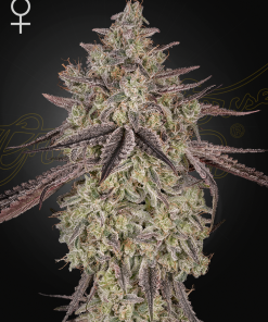 ghs auto skywalker