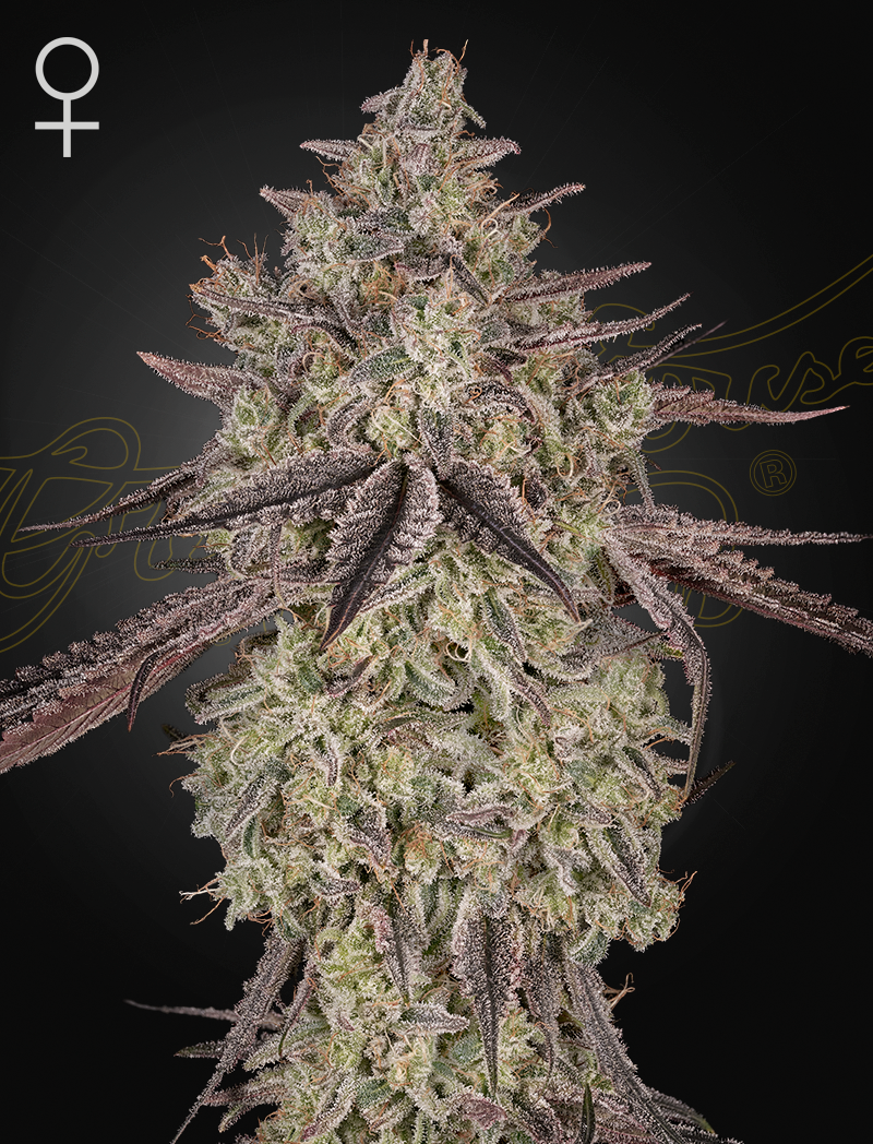 ghs auto skywalker