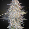 ghs slhXpinkcandy