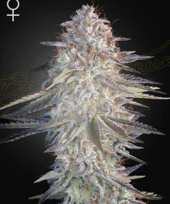 ghs slhXpinkcandy