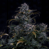 mephisto auto 4assedmonkey