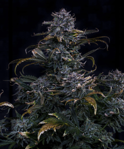 mephisto auto 4assedmonkey