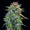mephisto auto 505headbanger