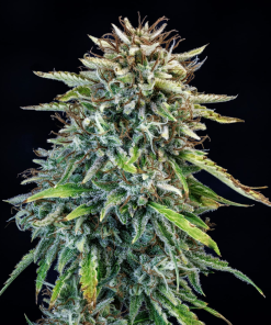 mephisto auto 505headbanger