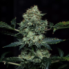 mephisto auto apollohaze