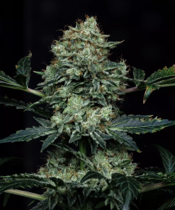 mephisto auto apollohaze