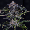 mephisto auto appletizer