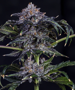 mephisto auto appletizer