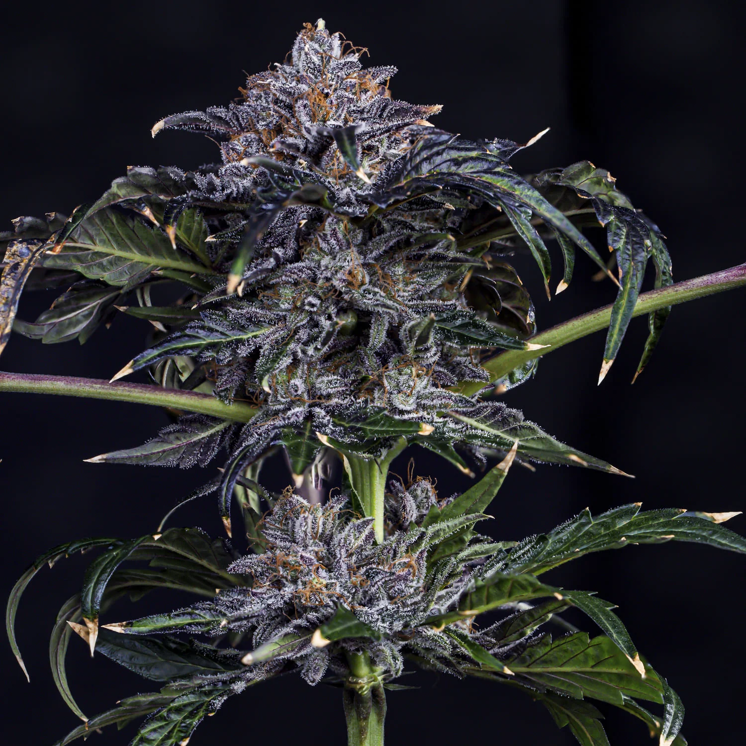 mephisto auto appletizer