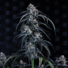 mephisto auto bearyberrypunch