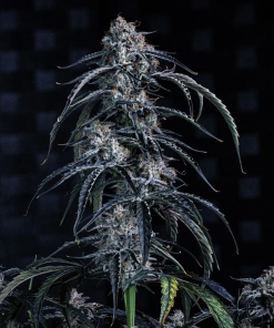 mephisto auto bearyberrypunch