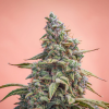mephisto auto cannacheese11