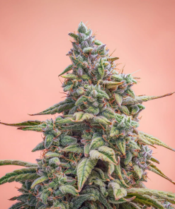 mephisto auto cannacheese11